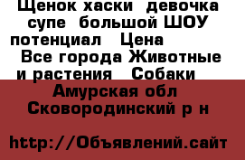 Щенок хаски, девочка супе, большой ШОУ потенциал › Цена ­ 50 000 - Все города Животные и растения » Собаки   . Амурская обл.,Сковородинский р-н